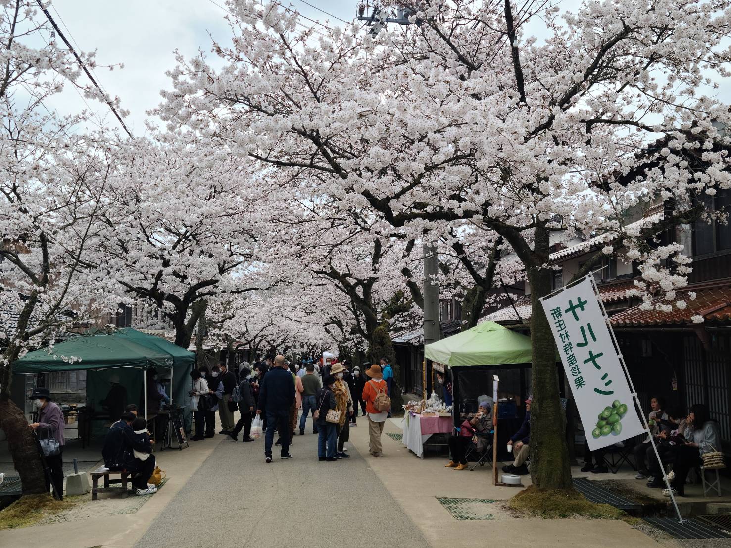 1934新庄村のがいせん桜まつりで防災マルチライトが採用されました。